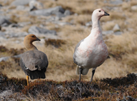 Upland-geese